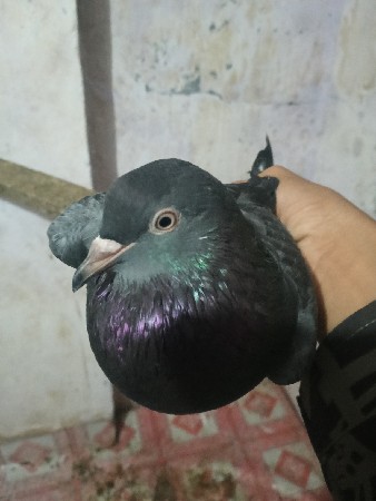બચાની એક જોડ વેચવાની છે
