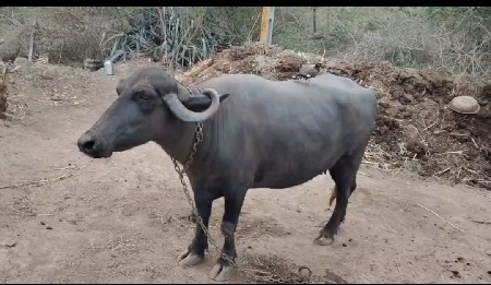 વેચવાની છે