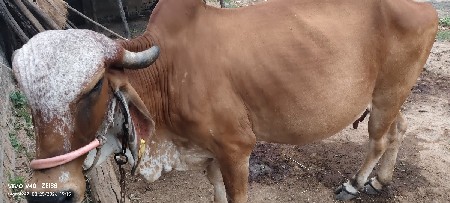 ગીર ગાય વેસવાની છે