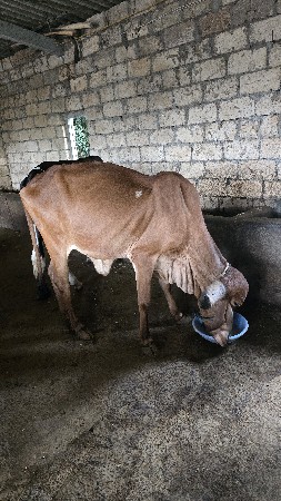 gir vasdi vesvani se