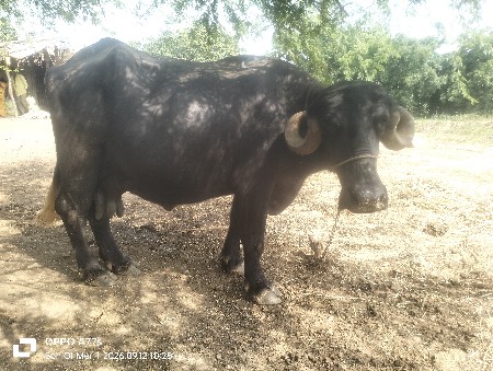 ભેંસ વેચવાની સે