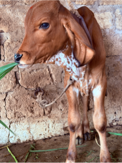 ગાય