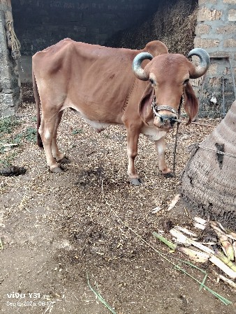 બળદ દેવાના છે