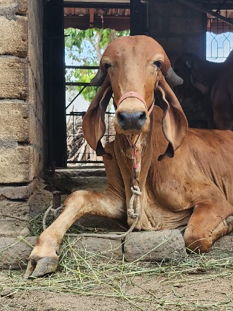 meet Bhai