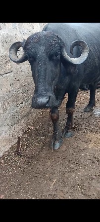 ભેંસ વેચવાની છે..