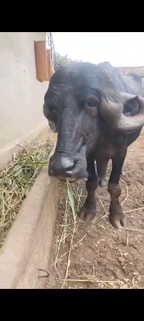 pure jafrabadi