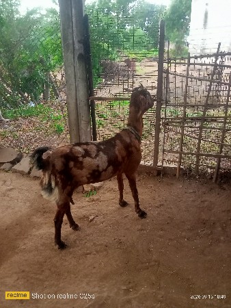 બકરી વેચવાની છે ગાભણ છે