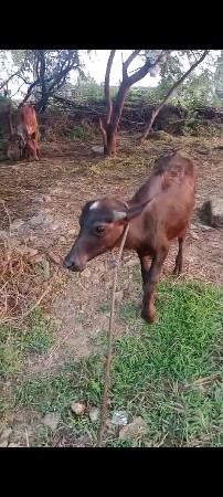 પાડો વેચવા નો છે.