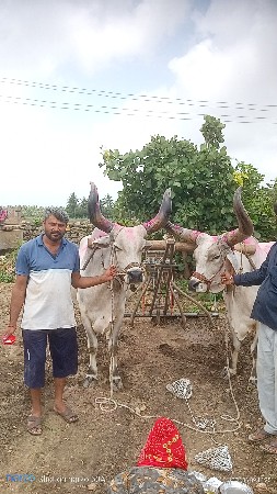 બળદ આપી દેવાના છે