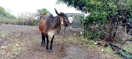 સરમણ. મોરી