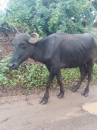 ખડેલી વેચવાની છે