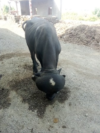 પાડો વેચવાનો છે
