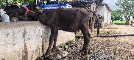 પાડી
