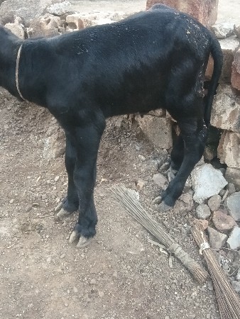 વેંચવાનો છે