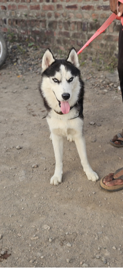 Dog