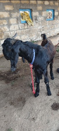 વેચાવ