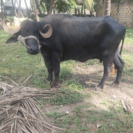 ભેંસ વેચવાની છે