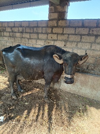 ભેંસ વેચવાની છે