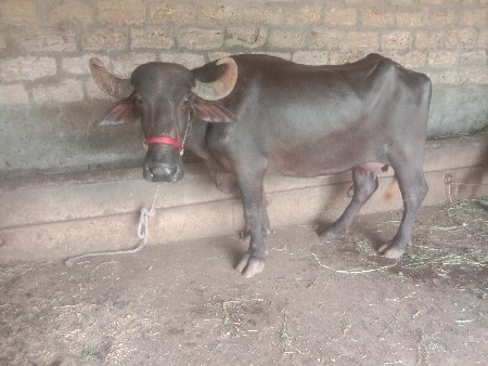 ભેસ