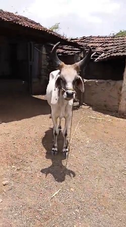 બળદ