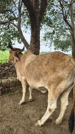 ગાય વેચ વાની છે