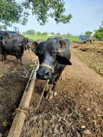 ભેશ વેચવાની છે