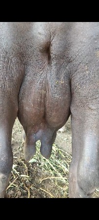 4 વેતર