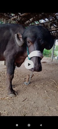 આ જાફરાબાદી ખડી વેચવાની