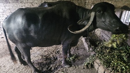 ભેંસ વેચવા ની છે