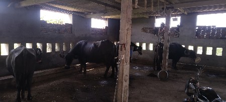 આખો તબેલો વેચવાનો છે