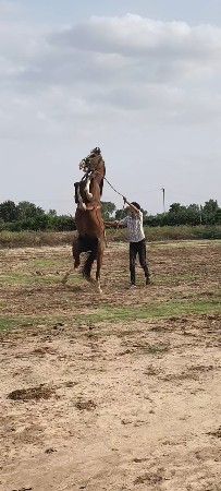 ghodo vechvano se