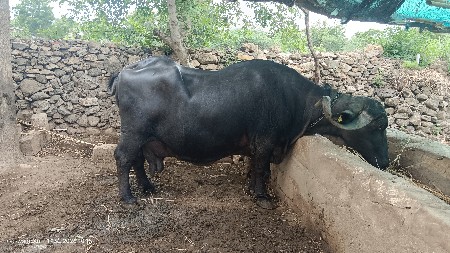 ભેંસ વેચવાની છે