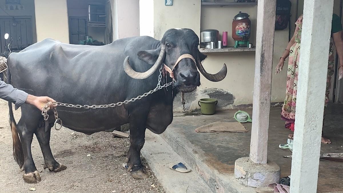 ભેંસ વેચવાની છે