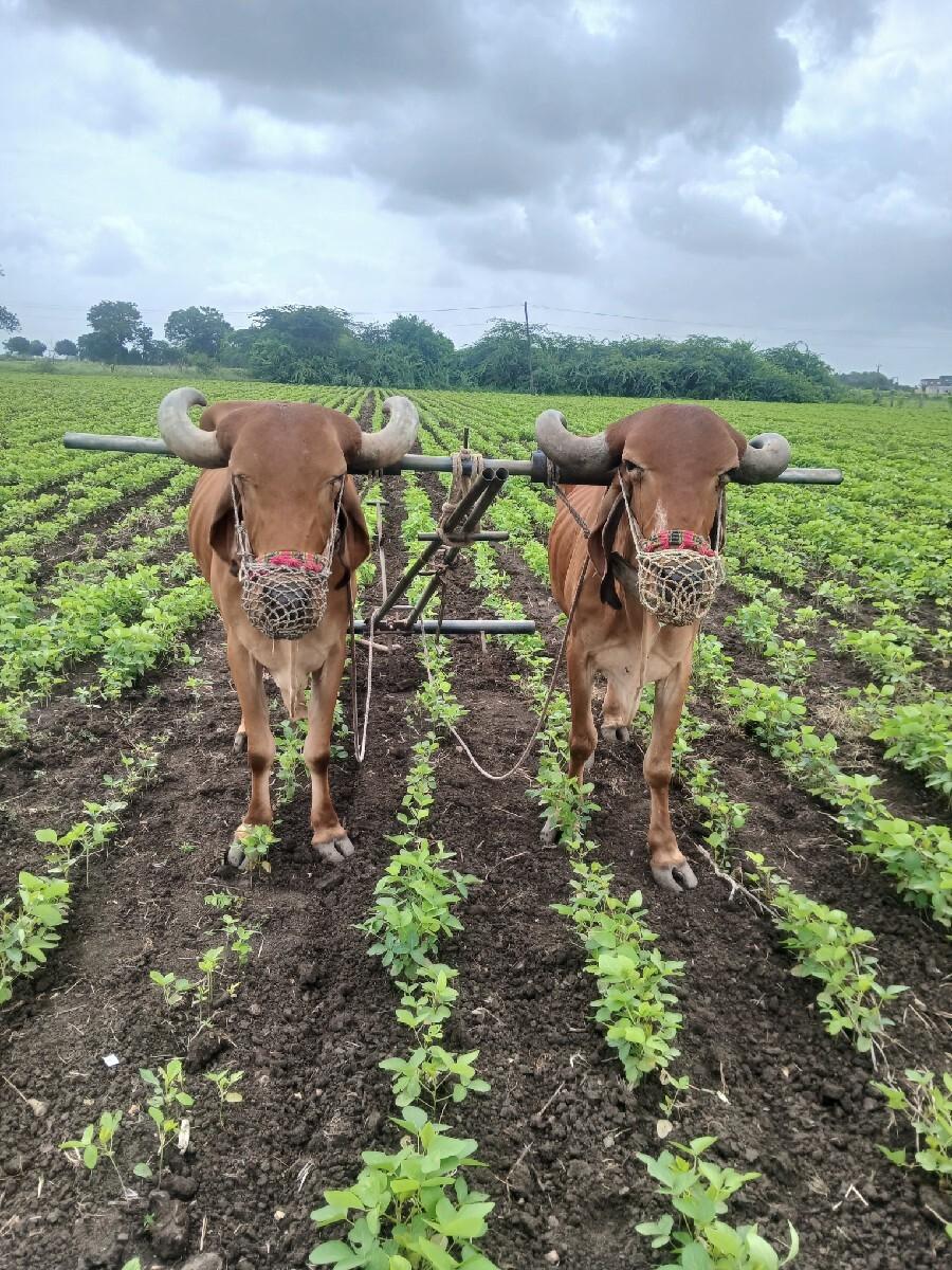 બળદ દેવા ના છે મફત આપવા ના છે
