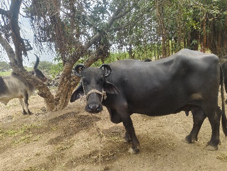 વેચવાની છે