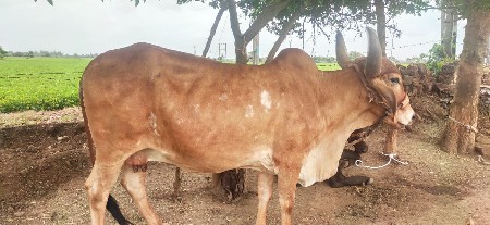 ગાય વેચવાની છે