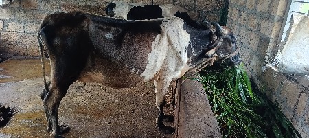 ગાય વેચવાની છે