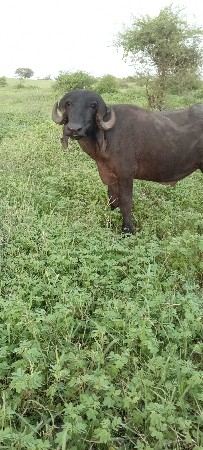 આ પાડો વેચવાનો છે