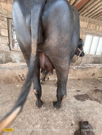 2,ભેંસ
