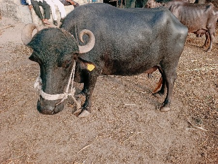 દેશી