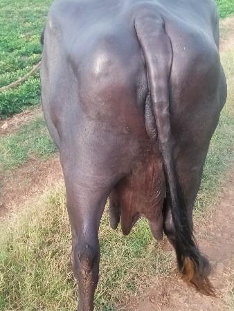 ભેંસ