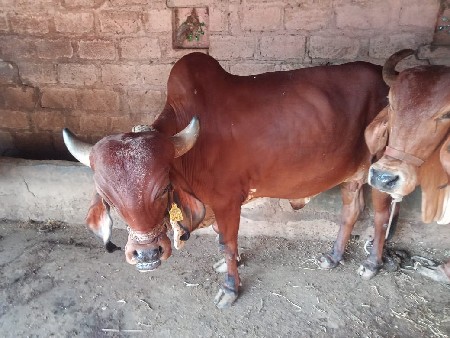 ગાય આપવા ની છે