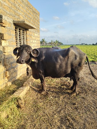 વિજય ભાઈ