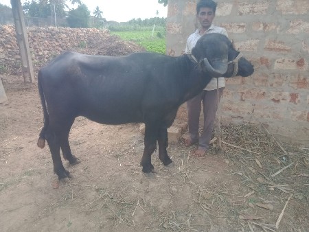 2 ખડેલી