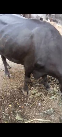 ભેસ 3વેતરમાસે 8કાસીસે