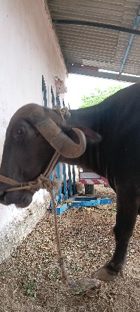 વેચવાની છે