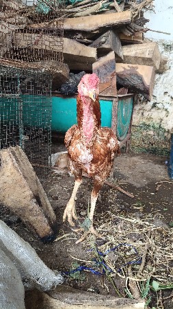 અસીલ મુરઘો વેચવાનો છે