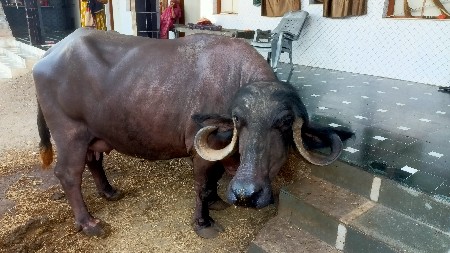 ભેંસ વેચવાની છે