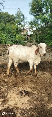 લીલડી વાસડી