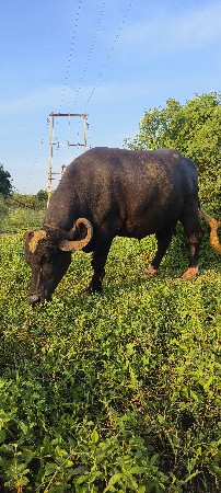 3 જુ વેતર 25  દિવસ ની કાશી